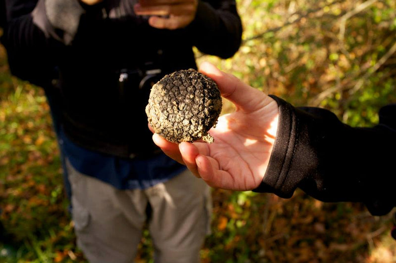 Inspired by Fall | Truffle Hunting in Abruzzo